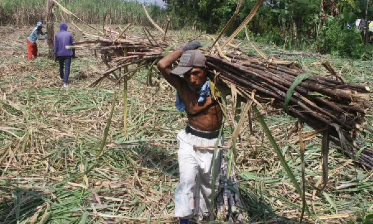 <p>Pemerintah: Danantara Sudah Serap 40 Ribu Ton Gula Petani</p>