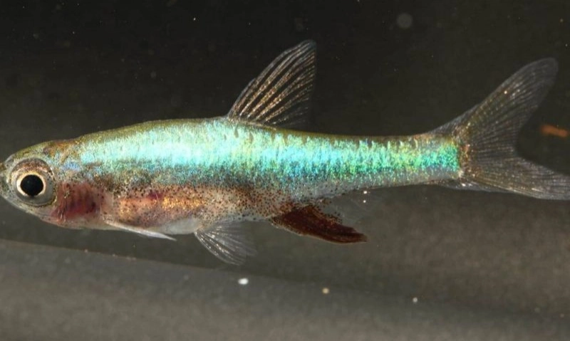 <p>Ikan Bebiuu Bangka Belitung Terdaftar KIK Kemenkum</p>