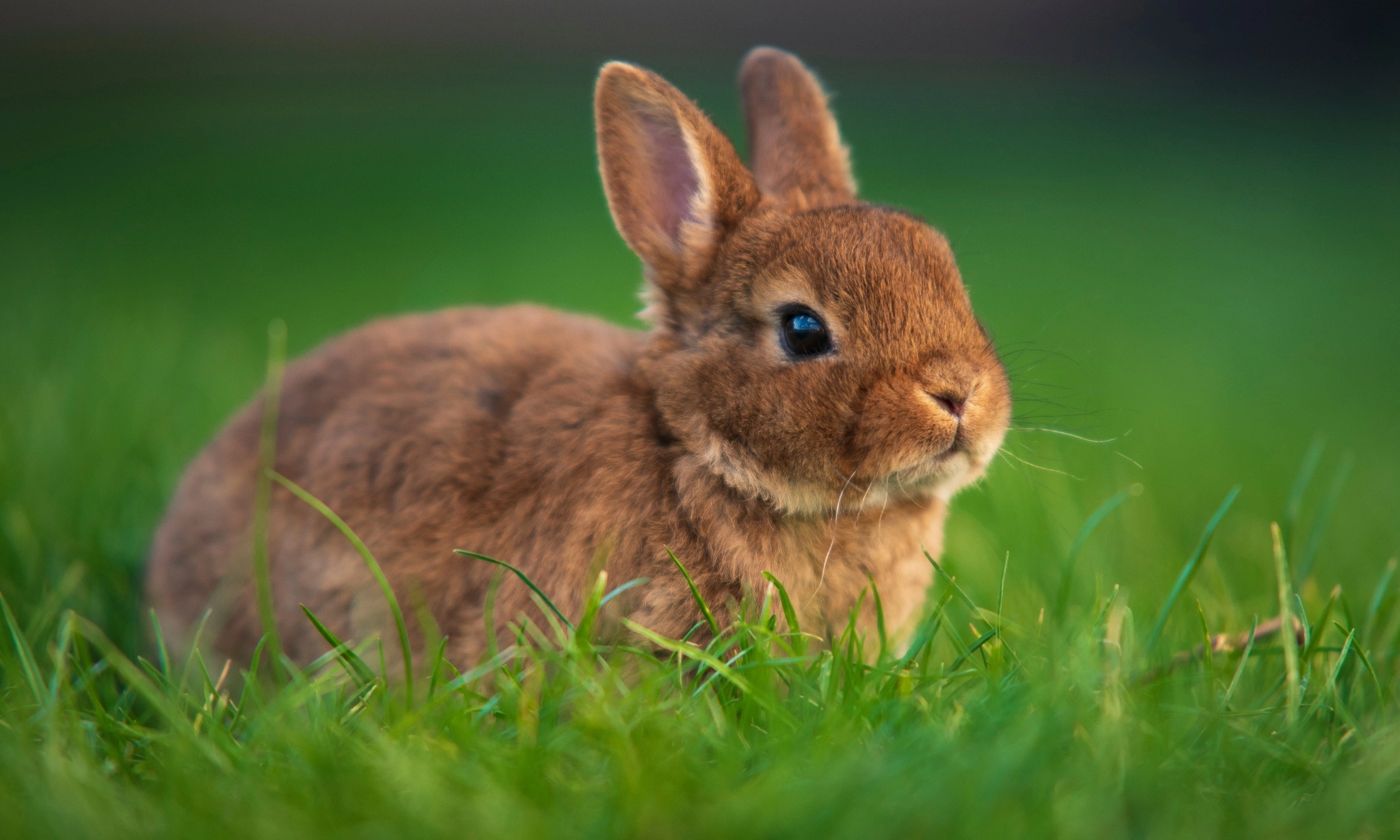 <p id="isPasted">Alasan Manusia Tertarik Pada Hal-hal Menggemaskan</p>