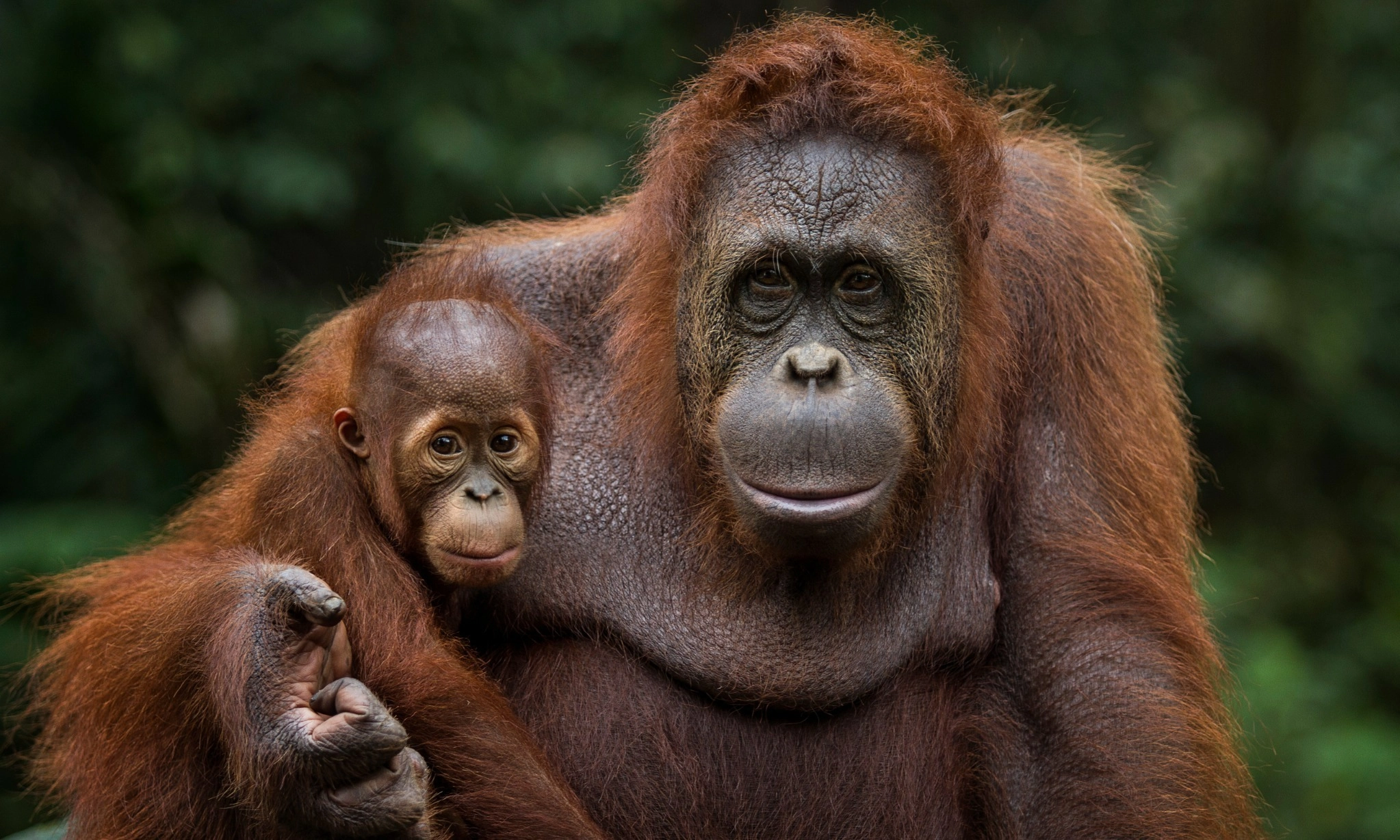 <p>Melihat Pola Makan Orangutan Hadapi Perubahan Lingkungan</p>