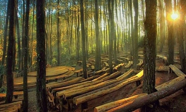 <p>Rekomendasi Hutan Pinus Untuk <em>Healing</em> Tipis-tipis</p>