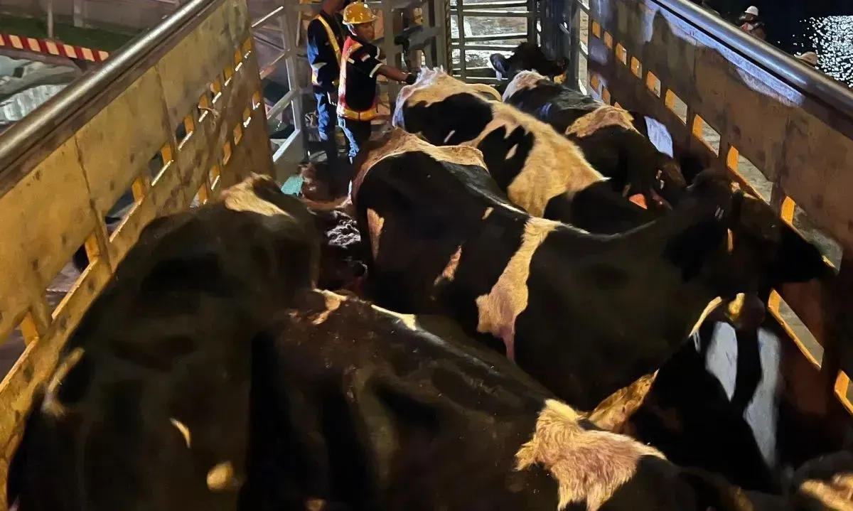 <p>Pemerintah Siapkan 1,5 Juta Ha Lahan Untuk Investasi Sapi</p>