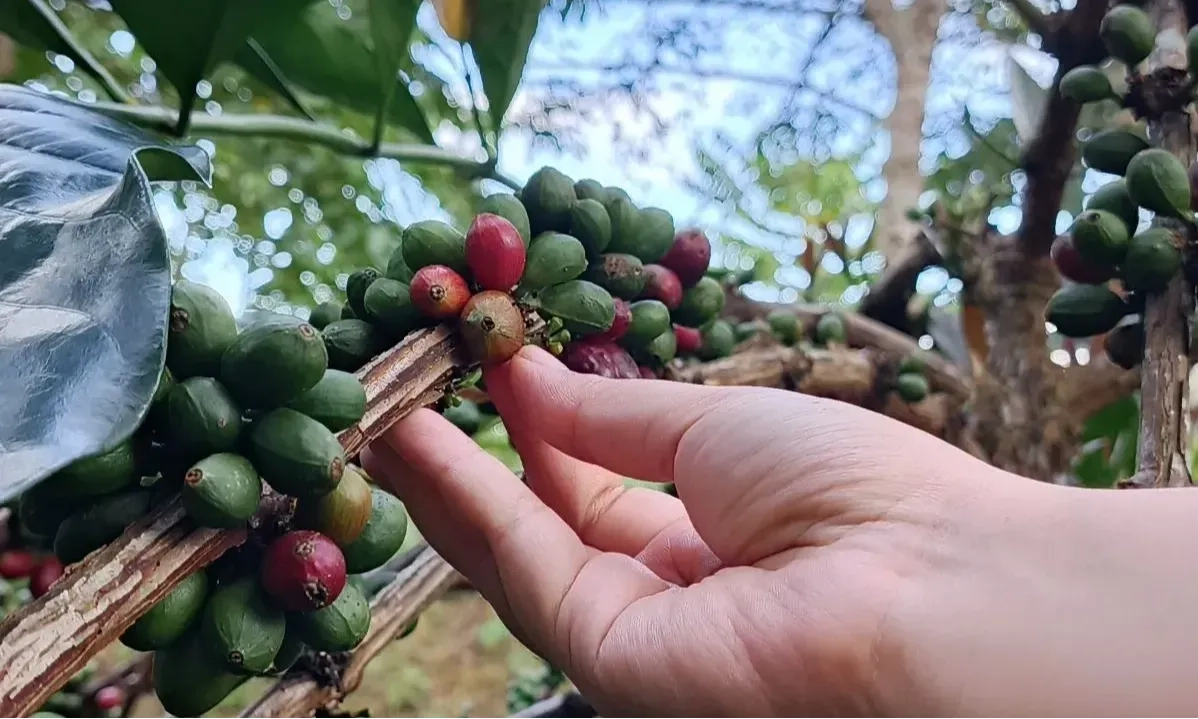 <p>Pemprov Kaltim Fasilitasi Perlindungan Kopi Liberika Prangat Baru</p>