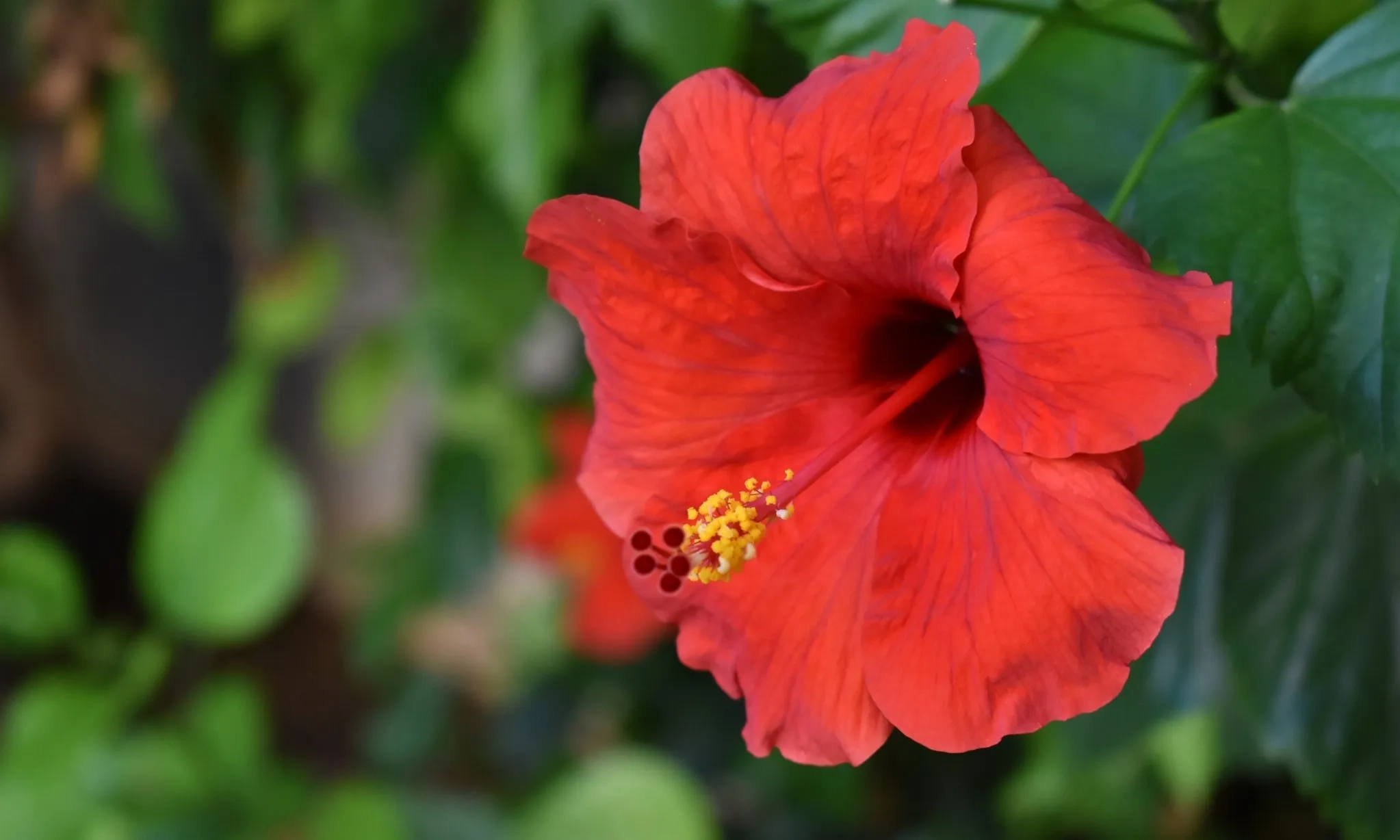 <p>Ekstrak Kembang Sepatu Berpotensi Jadi Obat Penghenti Pendarahan</p>