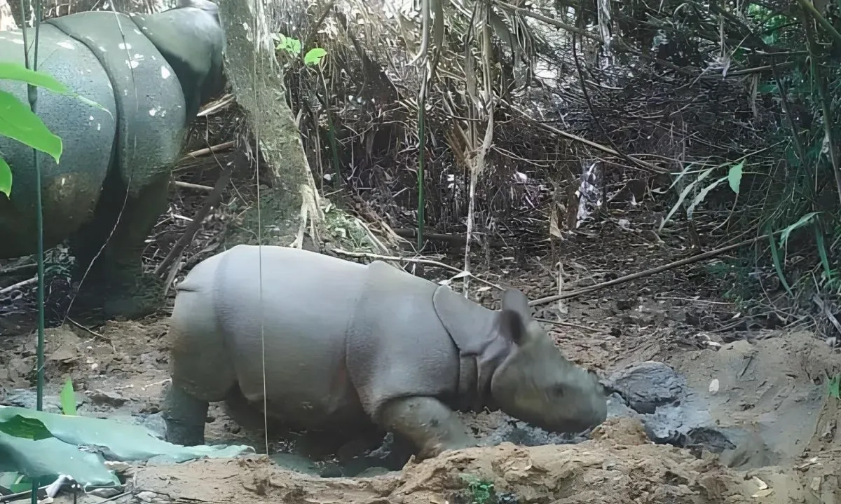 <p>Menhut Ingatkan Badak Harga Diri Bangsa</p>