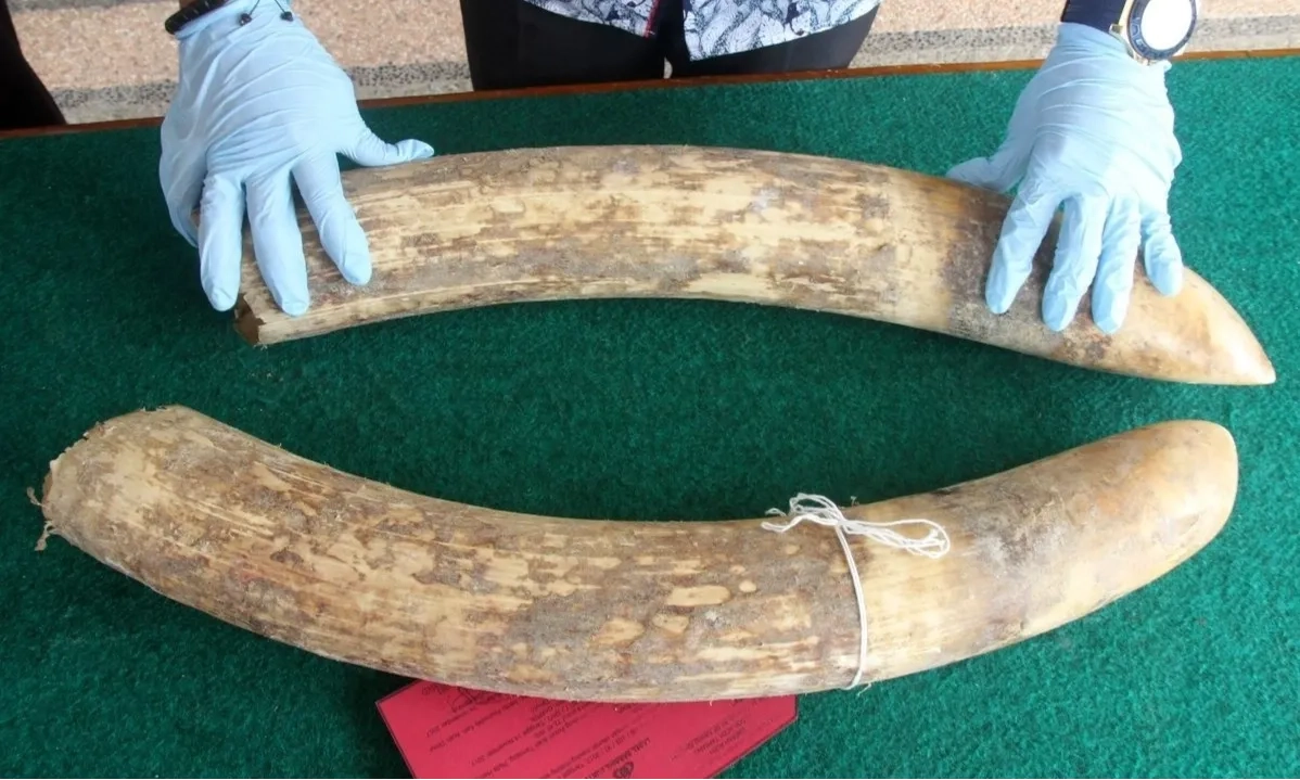 <p>Dagang Gading Gajah, Mat Ali Dituntut Penjara Setahun</p>