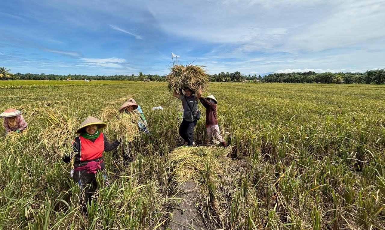 <p>Panen Musim Kemarau, Bulog Siap Serap Gabah Petani Rp6.500/kg</p>