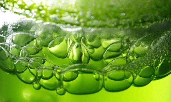 <p>Peran Mikroalgae Menyerap Emisi Karbon Secara Alami</p>