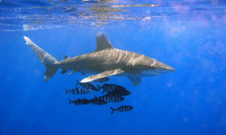 <p>Pakar Urai Bahaya Konsumsi Daging Hiu</p>