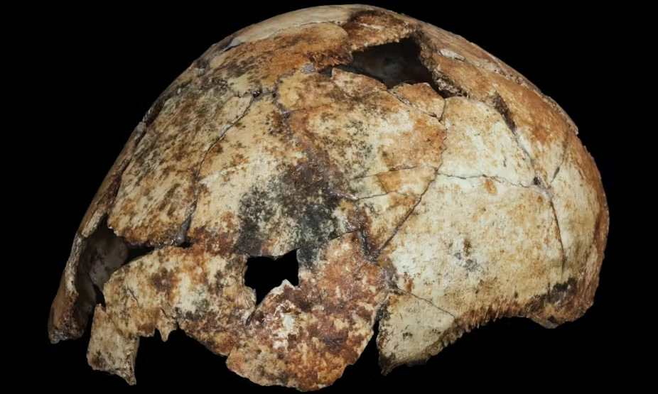 <p>Belanda Akan Kembalikan Fosil Homo Erectus Ke Indonesia</p>