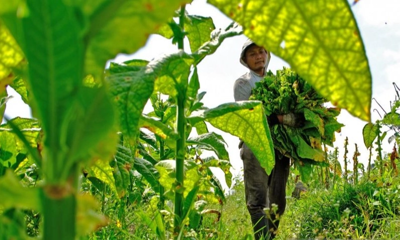 <p>Petani dan Pekerja Kompak Minta Moratorium Cukai Rokok 3 Tahun</p>