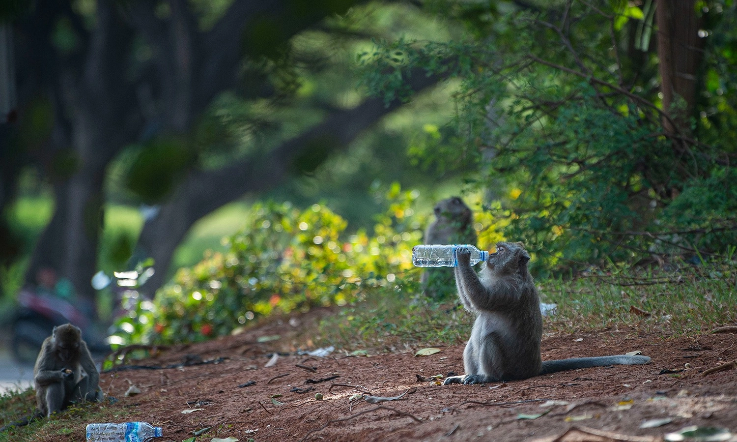 <p>Monyet Ekor Panjang Serang Puluhan Hektare Lahan Pertanian Di Yogyakarta</p>