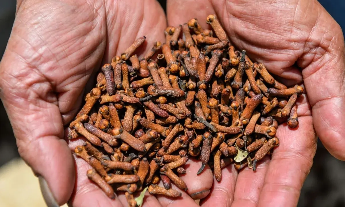 <p>Kontaminasi Cs-137 Kembali Hantam Cengkih RI, Kemenperin Belum Tahu</p>