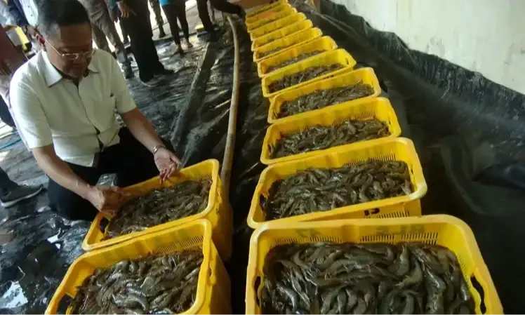 <p id="isPasted">Ditolak AS, Kinerja Ekspor Udang Beku Menurun&nbsp;</p>