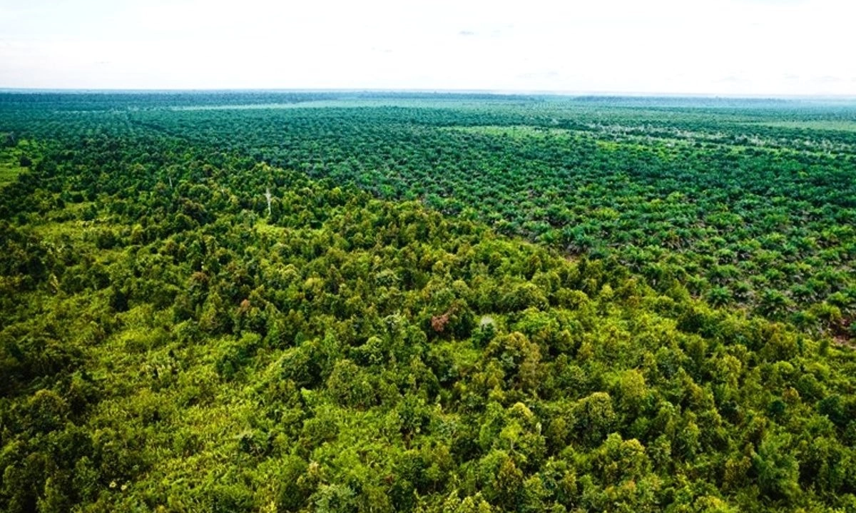 <p>KLH Minta Swasta Libatkan Masyarakat Desa Untuk Restorasi Gambut&nbsp;</p>