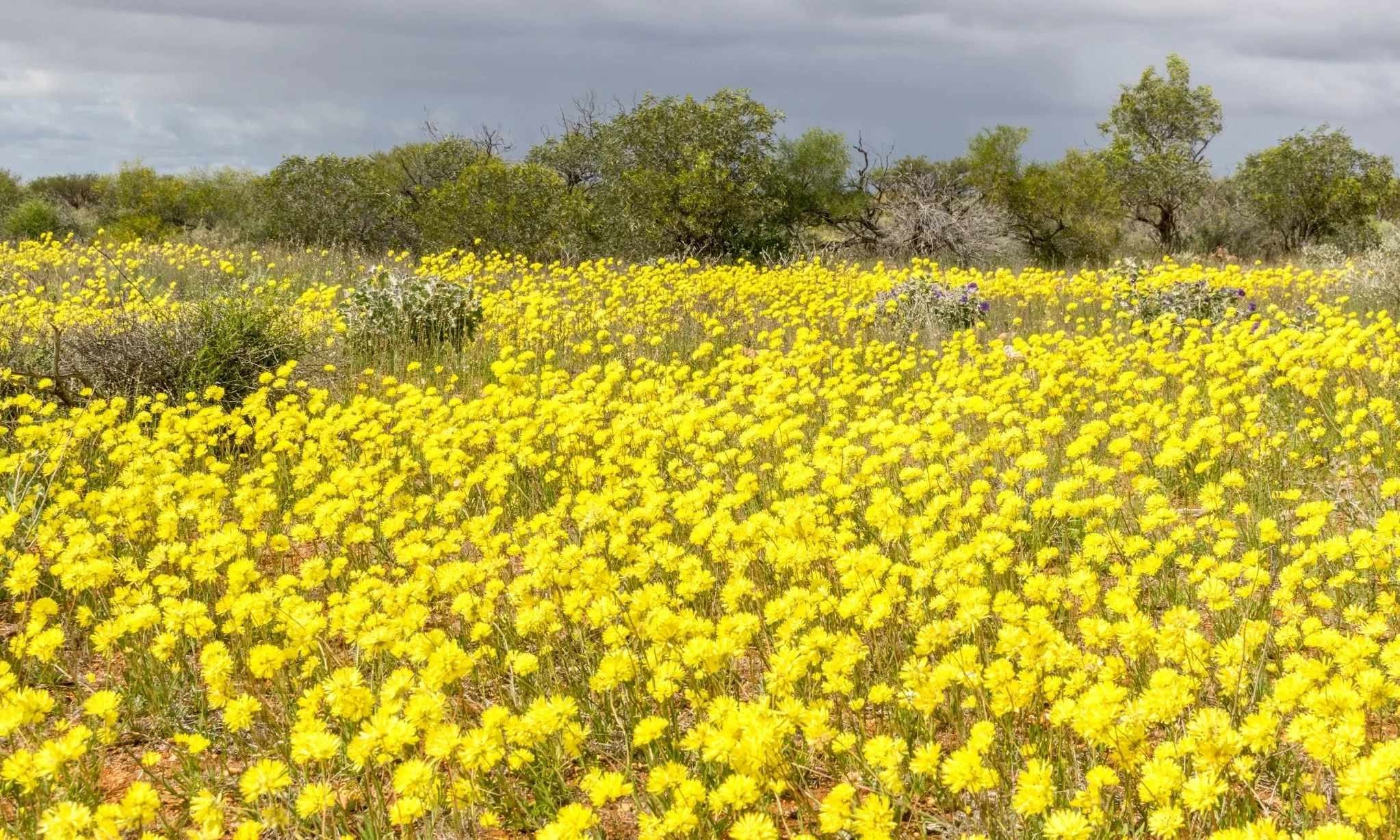 <p id="isPasted">Menyusuri Keajaiban Bunga Liar Di Australia Barat</p>