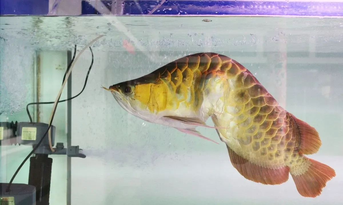 <p>KKP-Malaysia Perkuat Sinergi Awasi Penyelundupan Ikan Dilindungi</p>