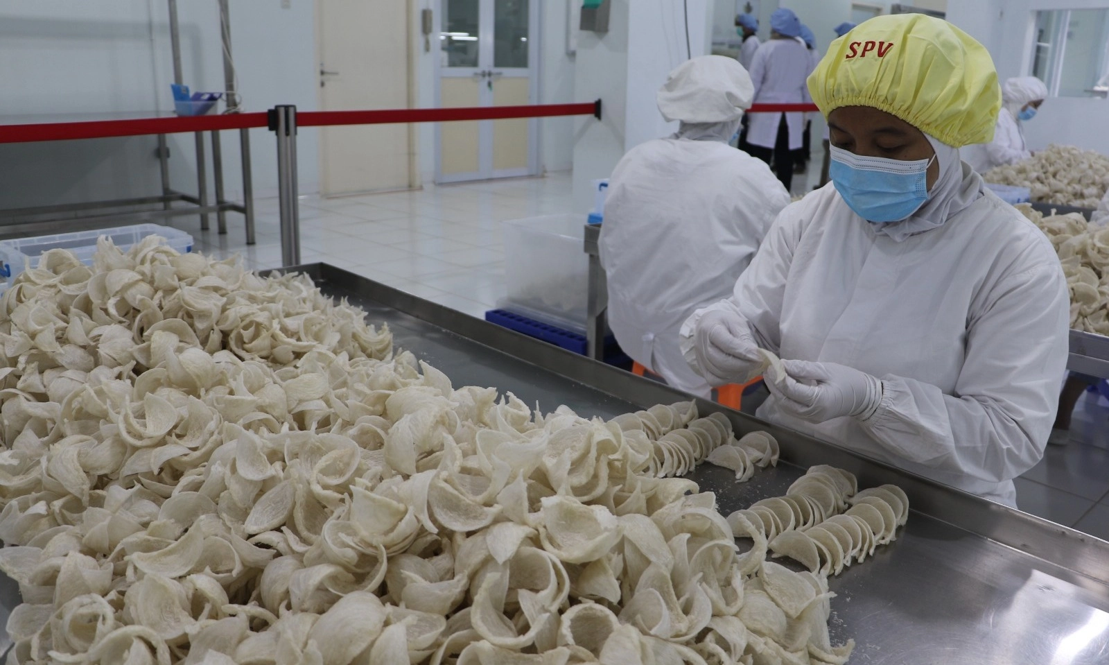 <p id="isPasted">China Hentikan Sementara Impor Sarang Burung Walet RI, Barantin Buka Suara</p>