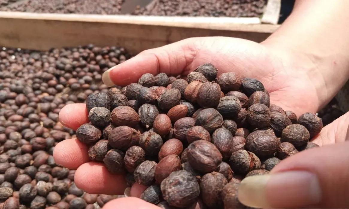 <p>Ekspor Kopi RI Semester I Tembus 206,7 Ribu Ton, UMKM Jadi Penopang</p>