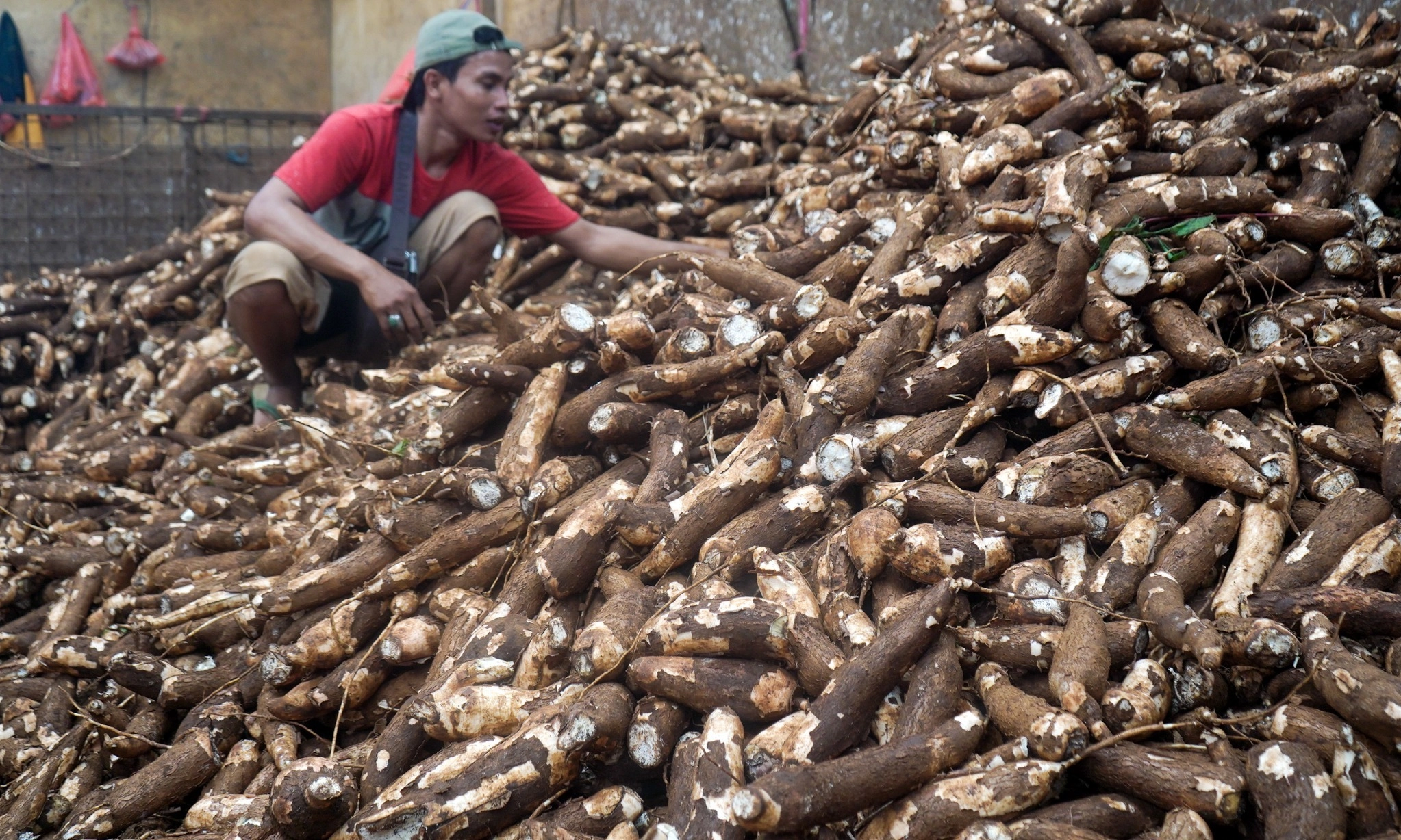 <p id="isPasted">Harga Masih Anjlok, Petani Singkong Ajukan 9 Tuntutan Temui Prabowo</p>