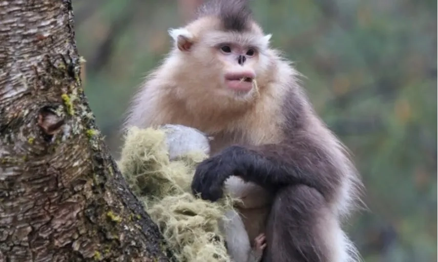 <p id="isPasted">Kehidupan Rahasia Si Monyet Berhidung Pesek Yunnan</p>
