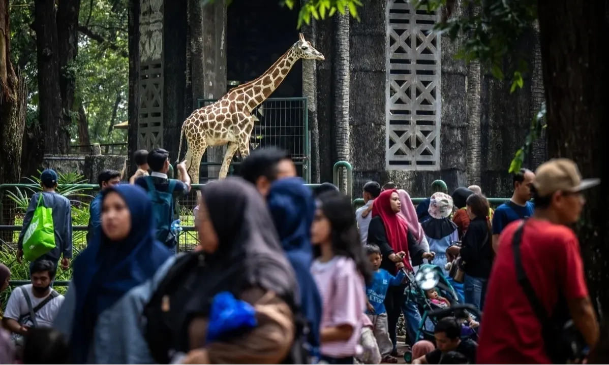 <p>Wisata Malam Ke Ragunan Mulai Sabtu Ini, Berikut Pilihan Atraksinya</p>