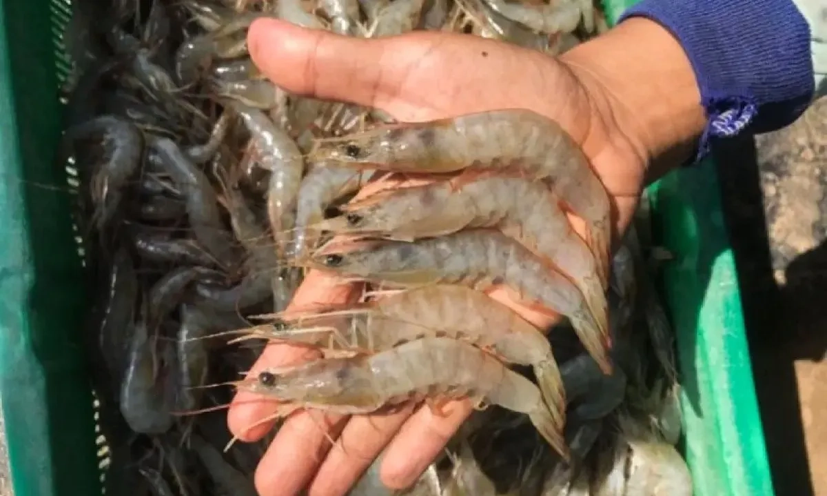 <p>Ekspor Udang ke AS Tak Disetop! KKP Berlakukan Syarat Sertifikat Cs-137</p>