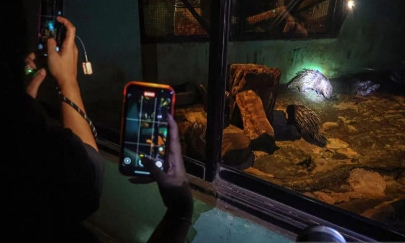 <p id="isPasted">Ragunan Akan Tingkatkan Penerangan Dan Fasilitas Operasional Malam</p>