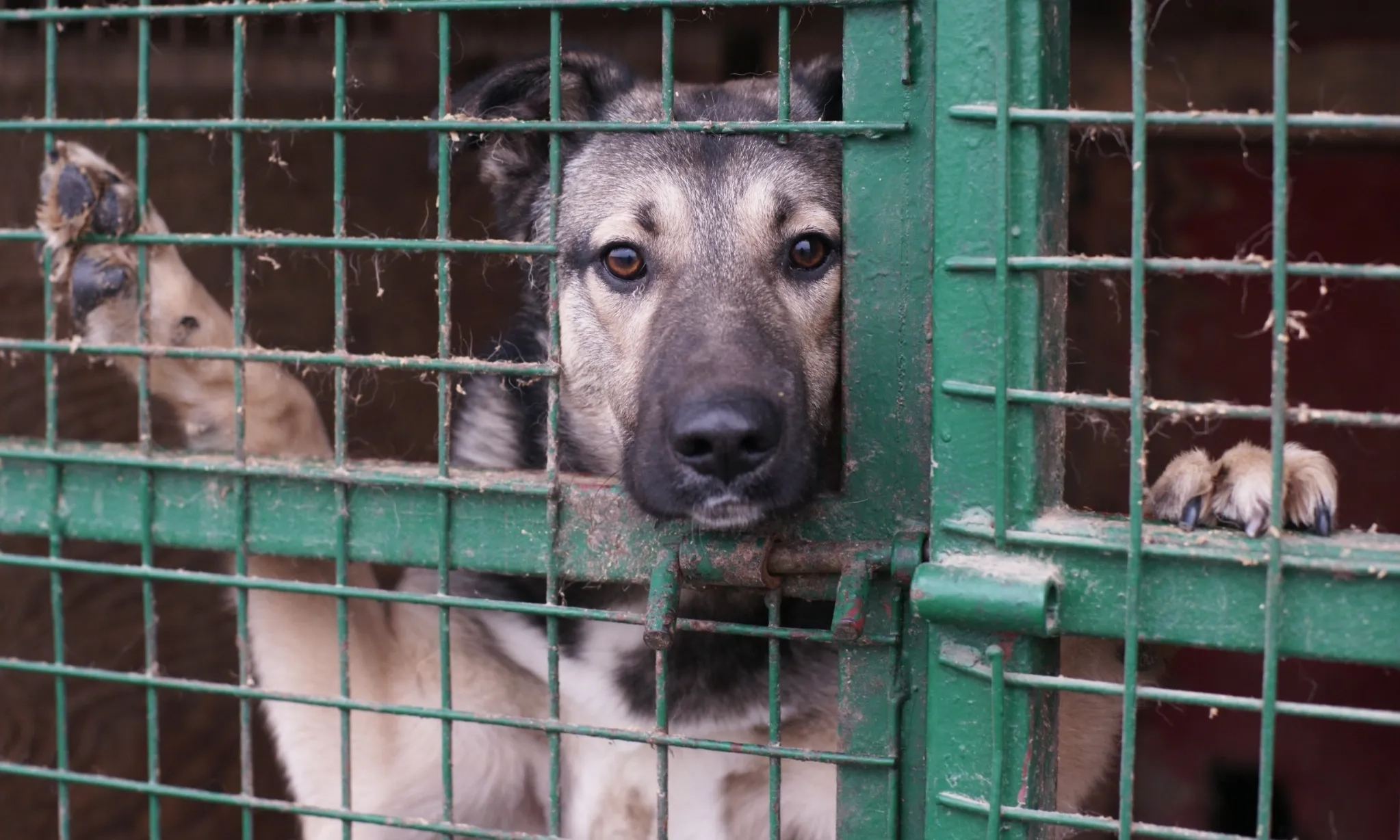 <p>Berharap Pemerintah Bantu Carikan Lahan Penampungan Hewan</p>