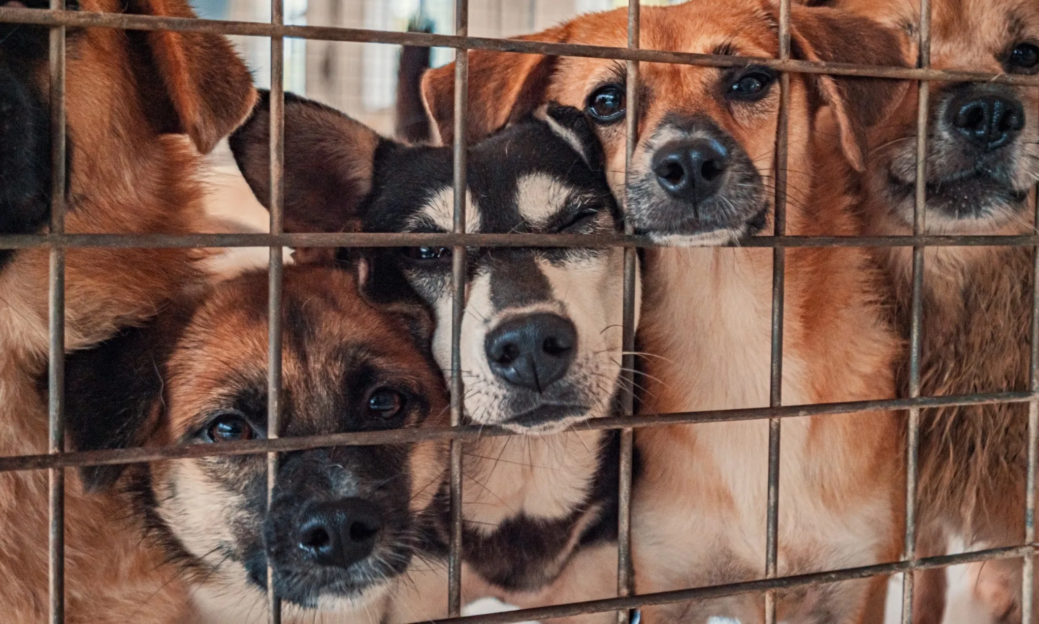 <p>Indonesia Dinilai Perlu Punya Polisi Hewan</p>