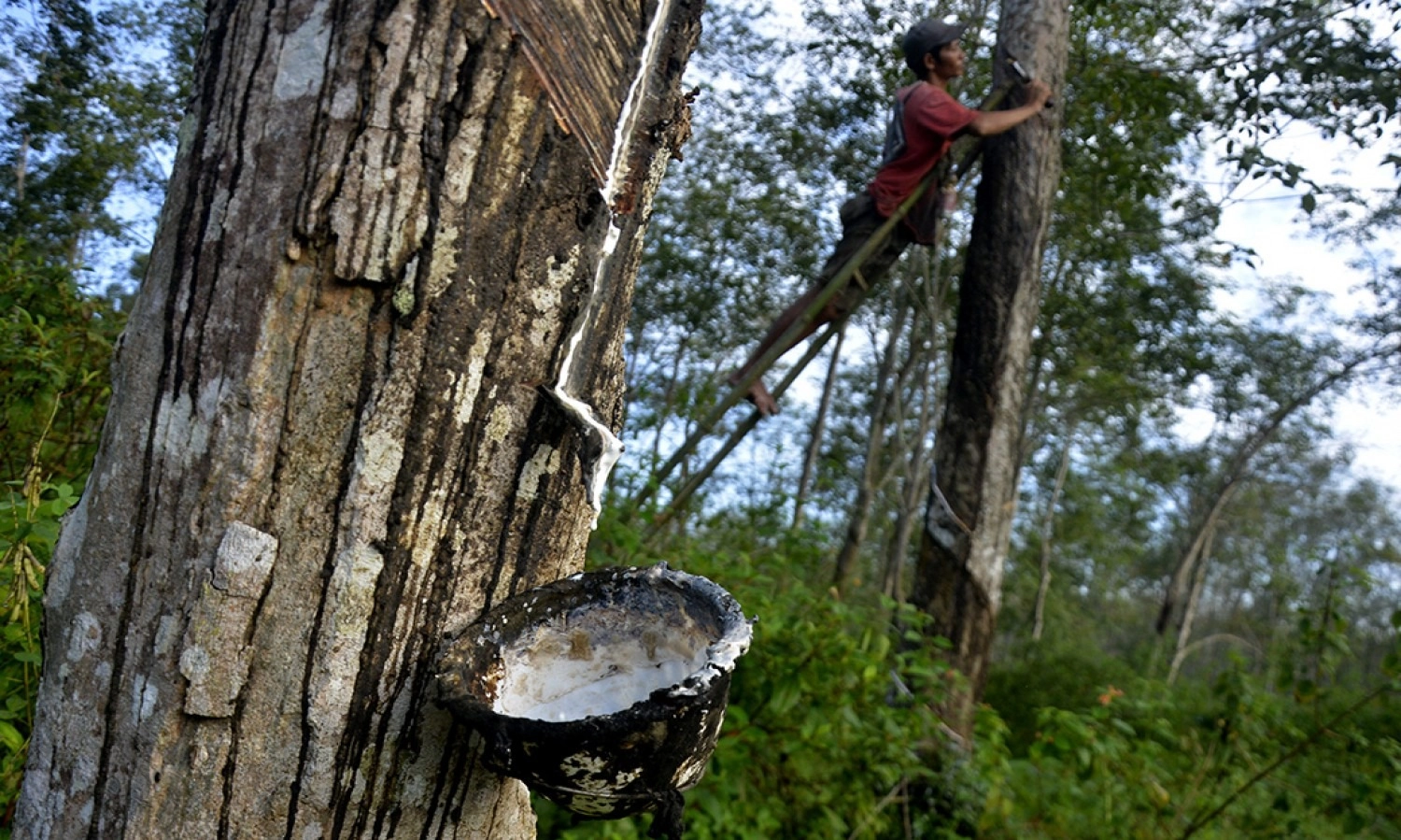 <p>Korupsi Karet, KPK Tetapkan ASN Kementan Jadi Tersangka</p>