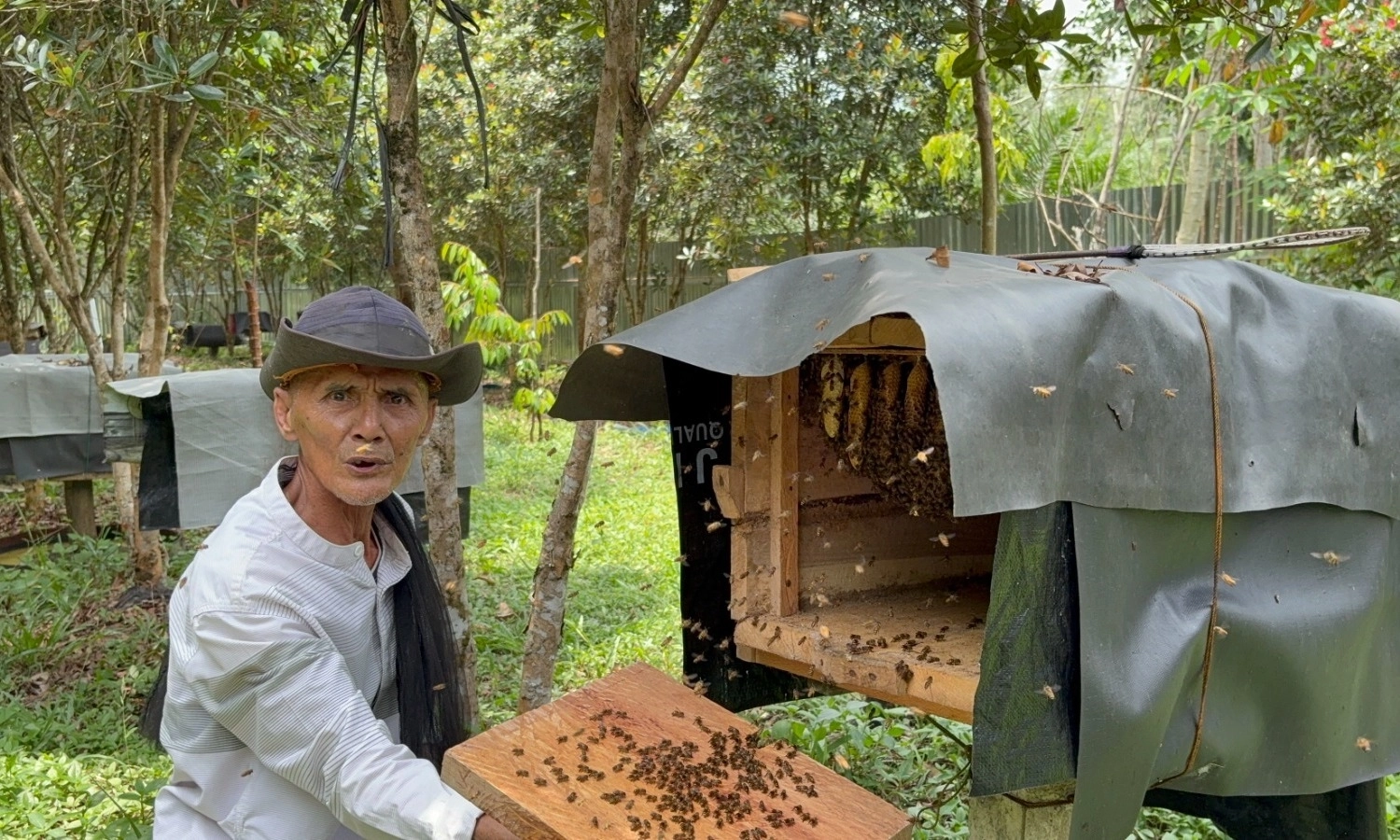 <p>Pemberdayaan Bikin Peternak Lebah Madu Lebih Kuat Hadapi Beruang</p>
