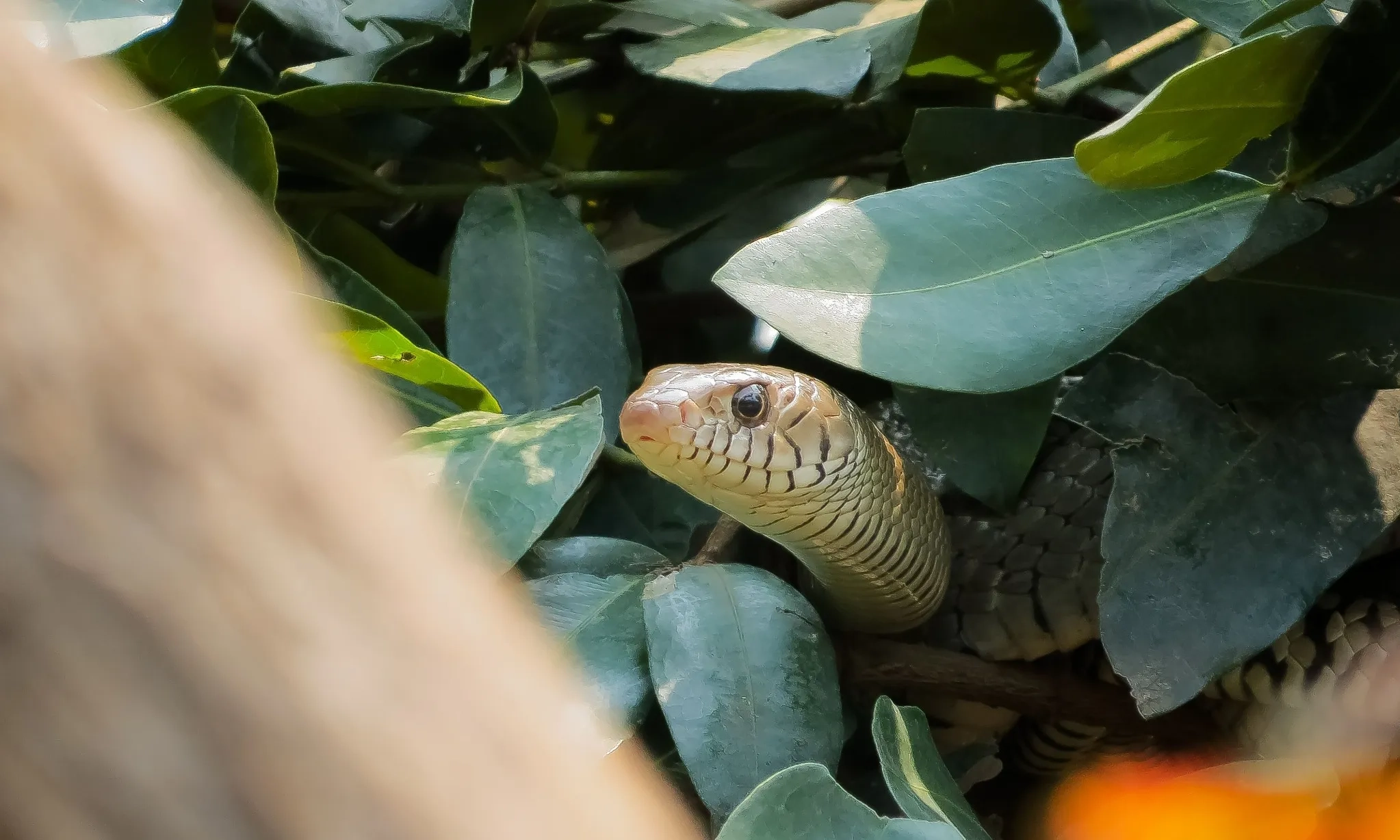 <p>Hati-hati, Ini Jenis Tanaman Rumah Favorit Bersembunyi Ular Kobra</p>