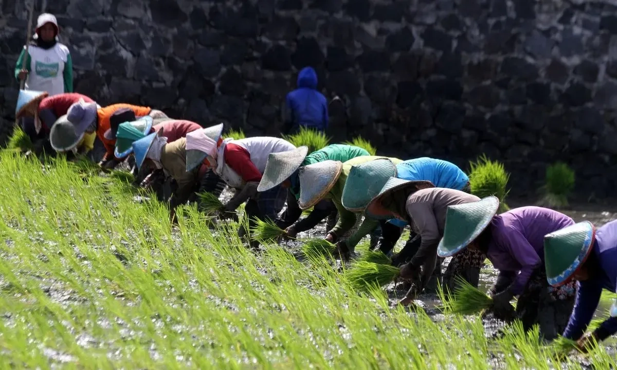 <p>Ketahanan Pangan Diaudit! BPK Cek Program RPJMN dan Anggaran Besar</p>