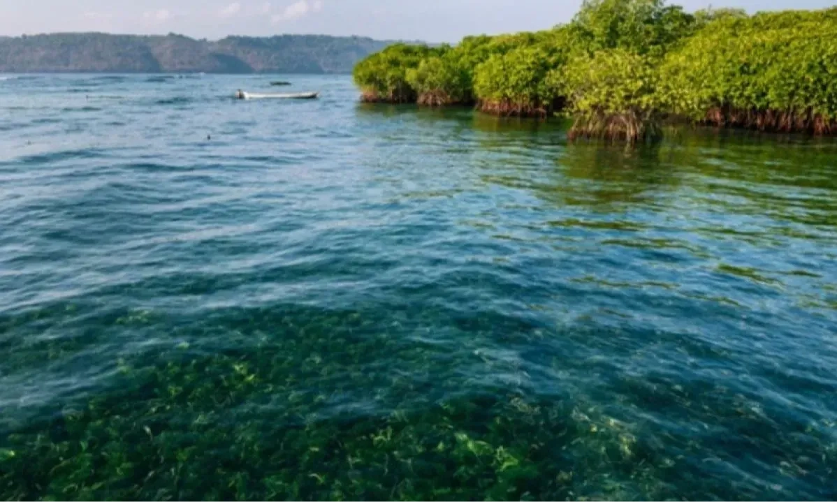 <p id="isPasted">Setahun Pemerintahan Prabowo, KKP Tambah 1 Juta Hektare Kawasan Konservasi Laut</p>