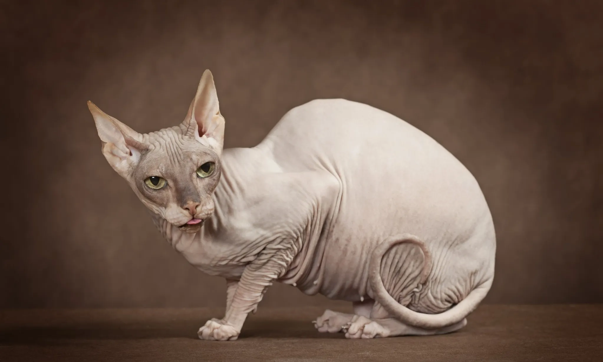 <p>Hal Yang Perlu Dipertimbangkan Sebelum Adopsi Kucing Sphynx</p>