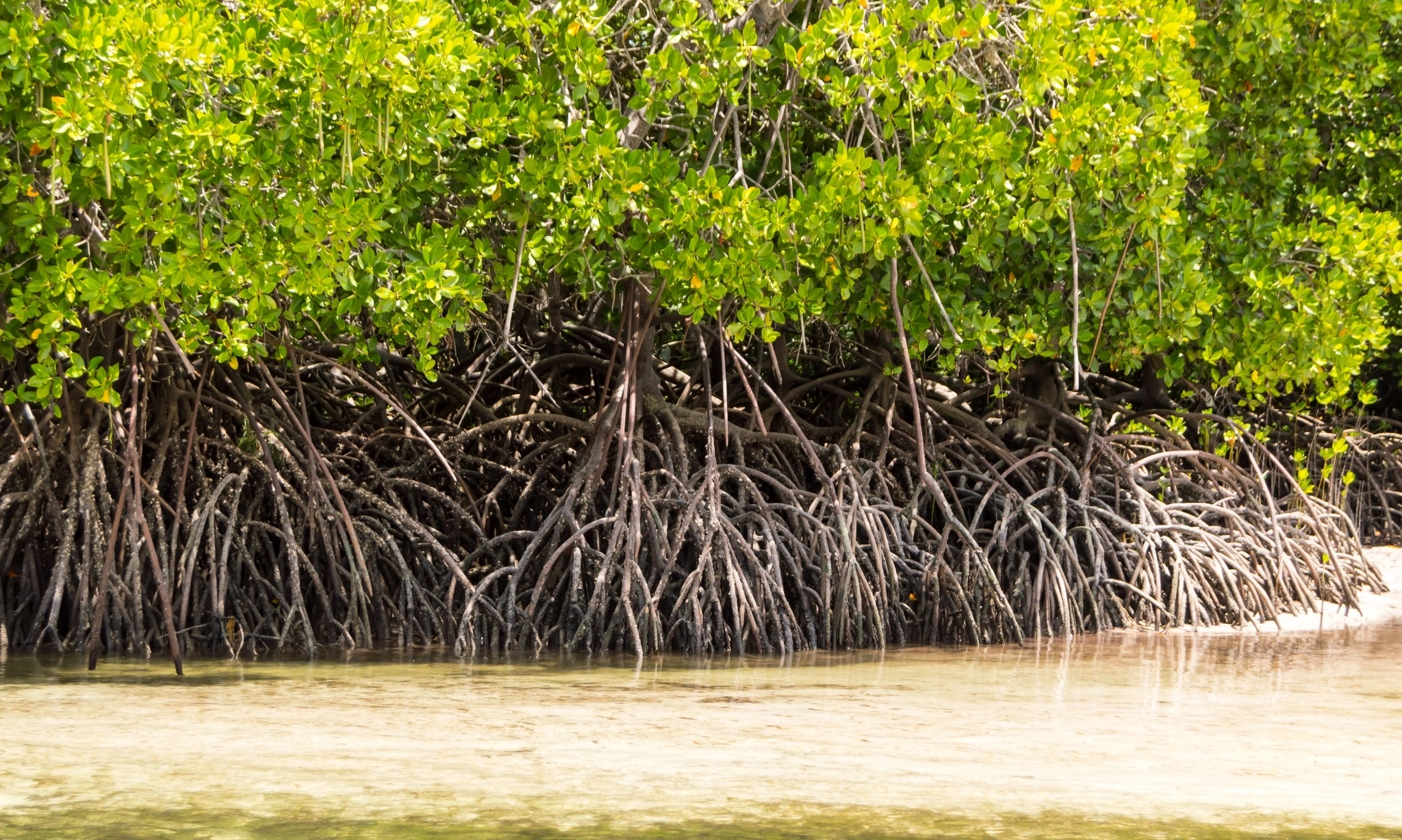 <p>Memberi Bumi Leluasa Bernapas Dengan Restorasi Mangrove</p>