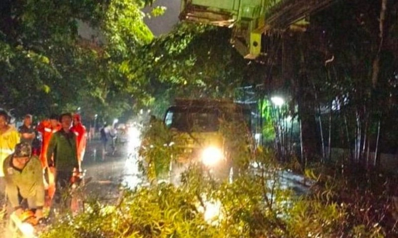 <p>DPRD Jakarta Desak Distamhut Periksa Kesehatan Pohon&nbsp;</p>