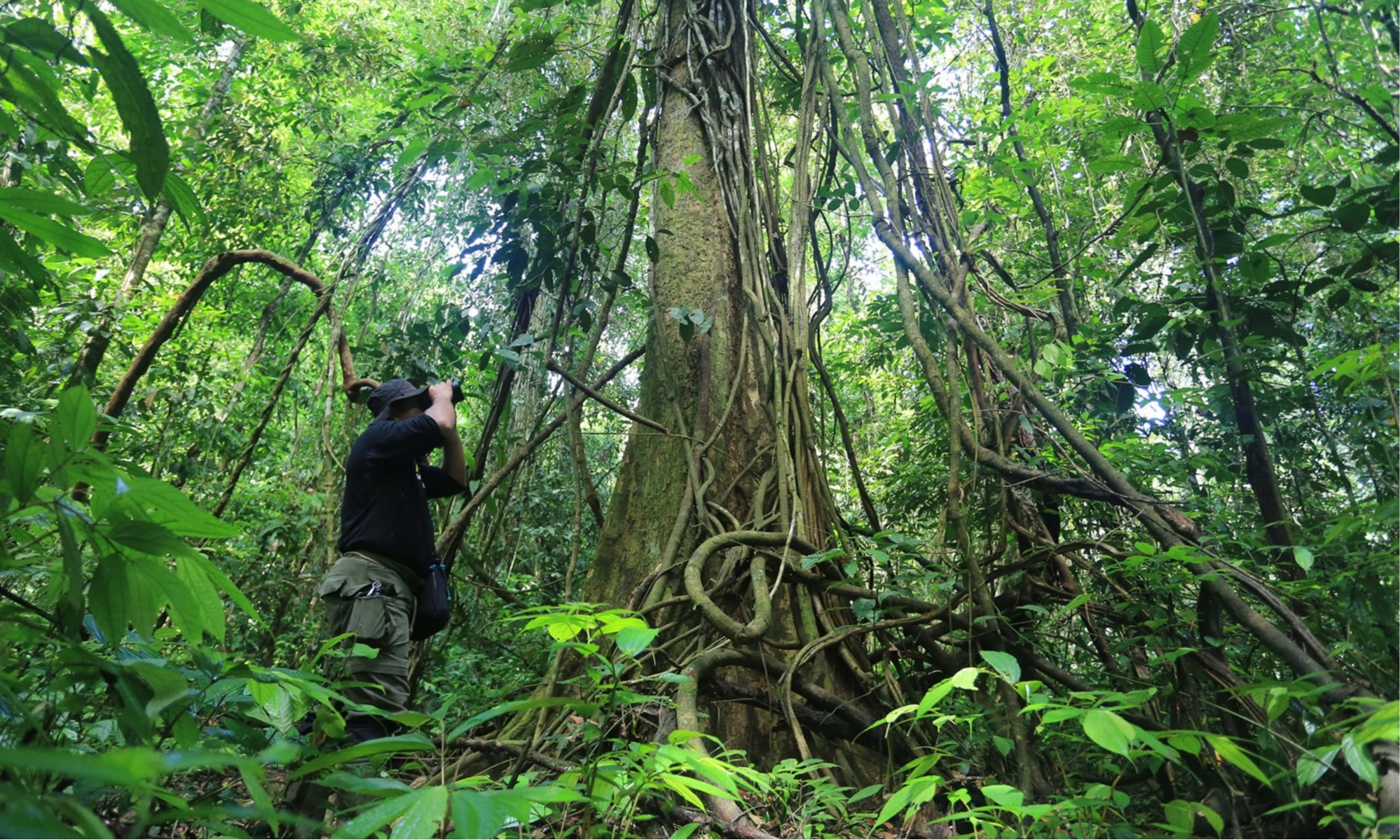 <p>Hutan Wisata Tua Tunu Jadi Pusat Penelitian</p>