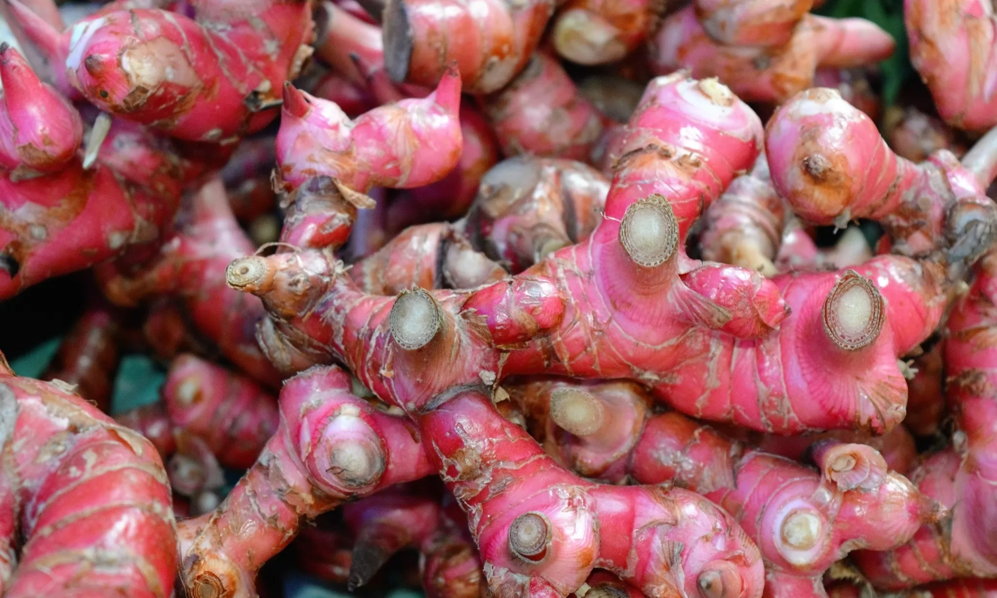 <p>Potensi Besar Jahe Merah Dalam Pengembangan Obat Herbal Modern</p>