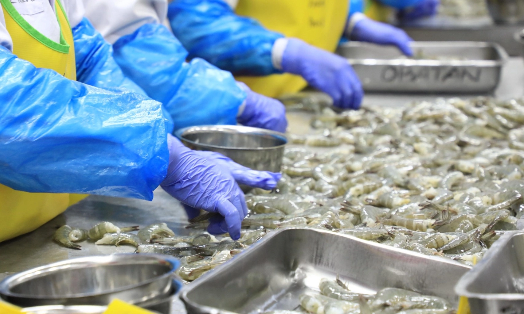 <p>Ekspor Udang RI Lolos AS, KKP Siapkan Skema Sertifikasi Bebas Cs-137</p>