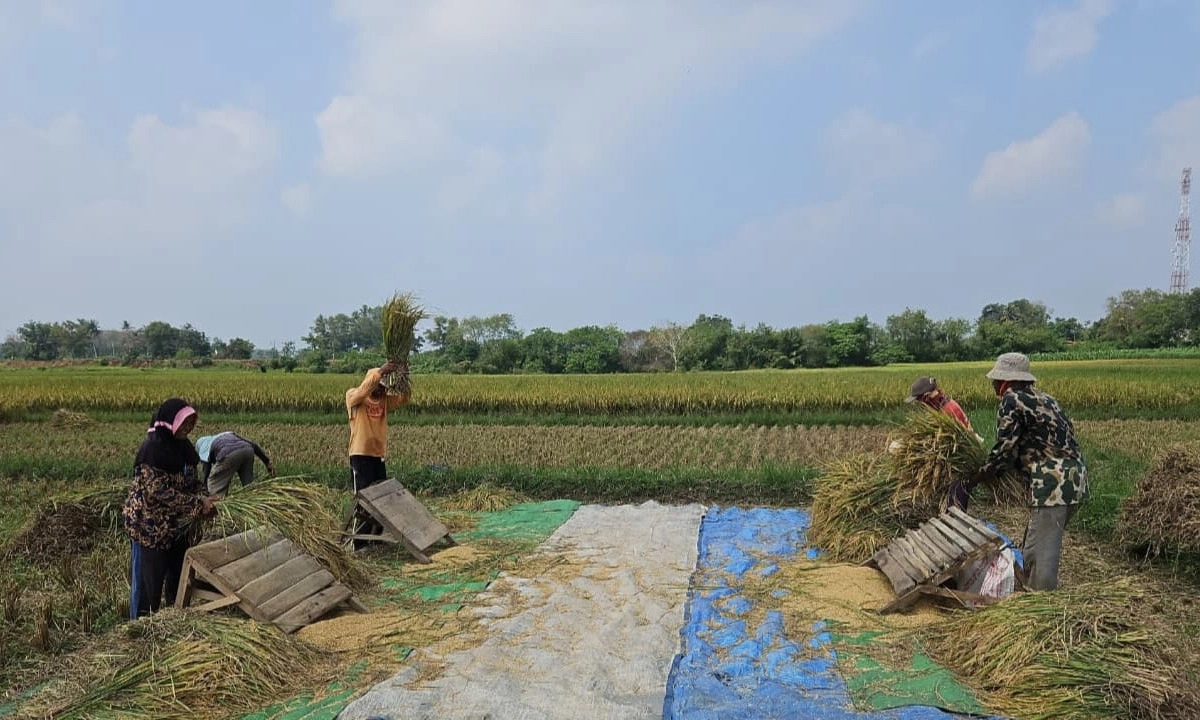 <p>Tertinggi 5 Tahun, Amran Lapor Prabowo Produksi Beras Naik 4,1 Juta Ton!</p>