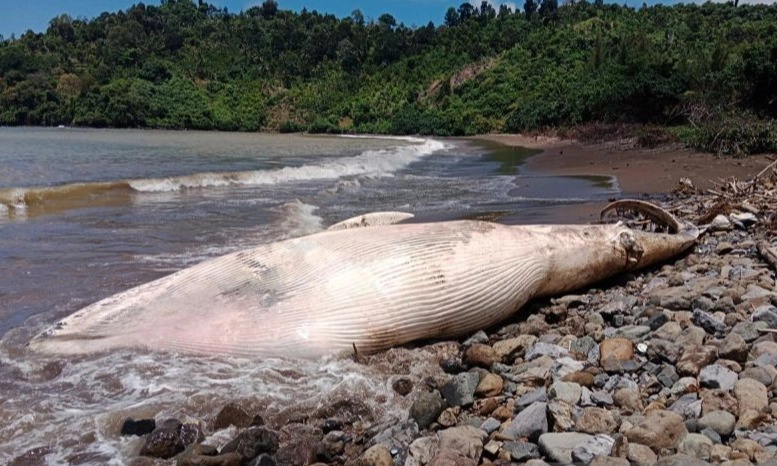 <p>Riset Tunjukkan Peningkatan Hiu Paus Terdampar</p>