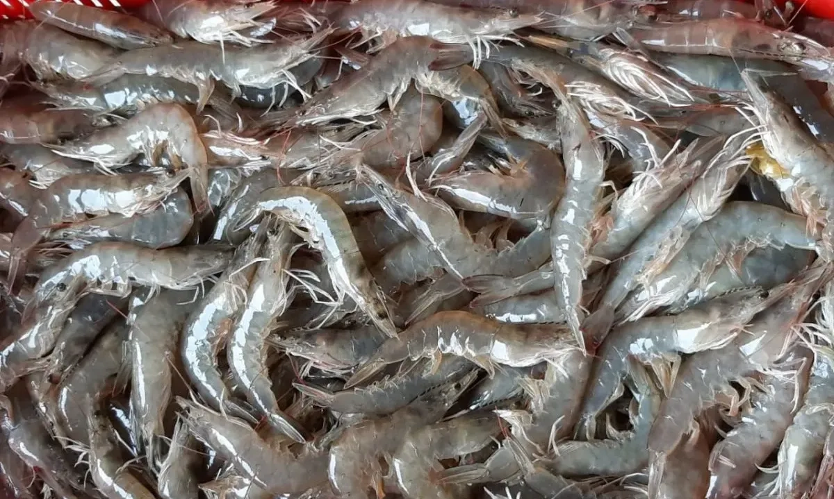 <p>Ada Reimpor, KKP: Ekspor Udang ke AS Januari-September Meningkat 16,3%</p>