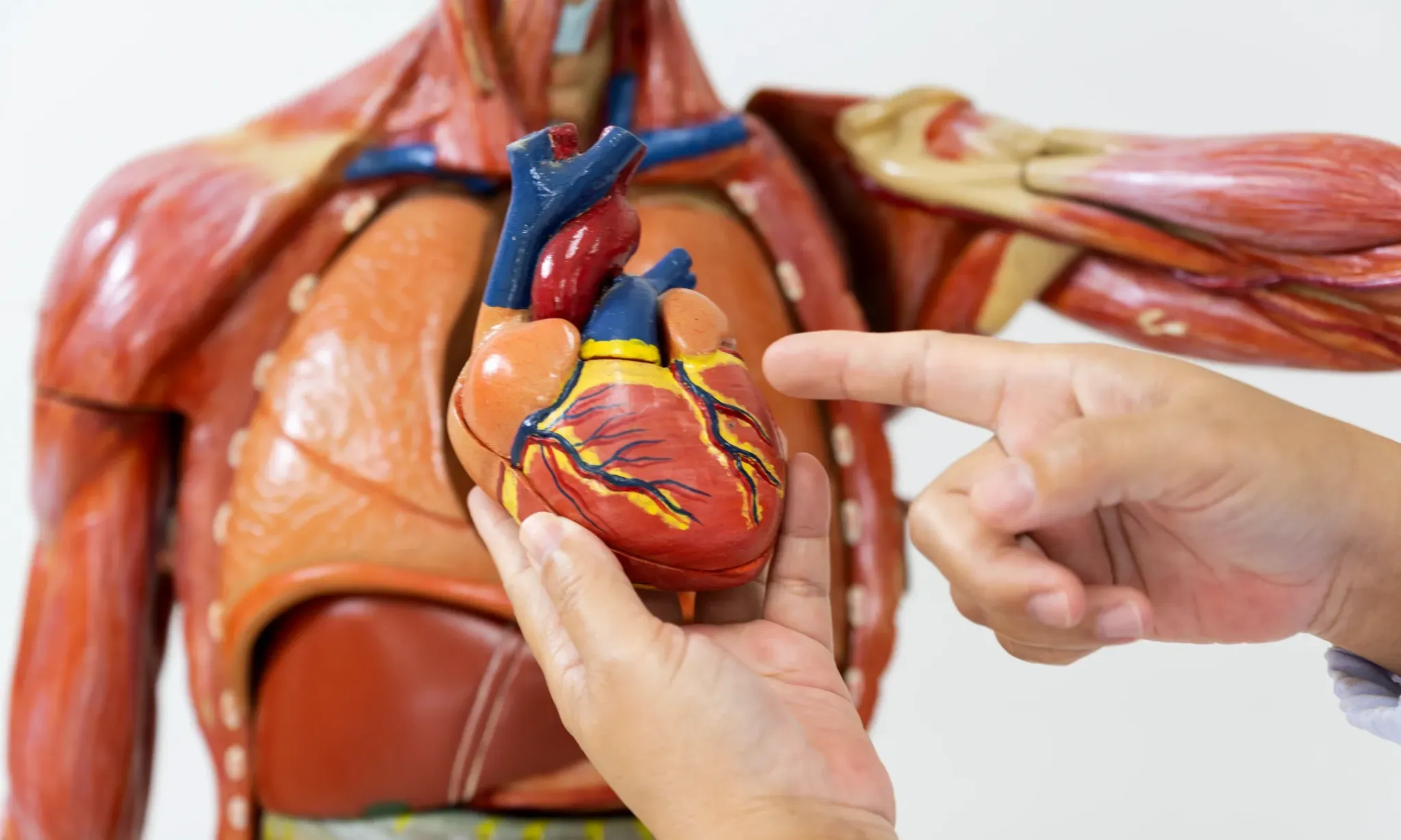 <p>Penyakit Jantung Dan Stroke Sebabkan Kematian, Penting Kenali Gejalanya</p>