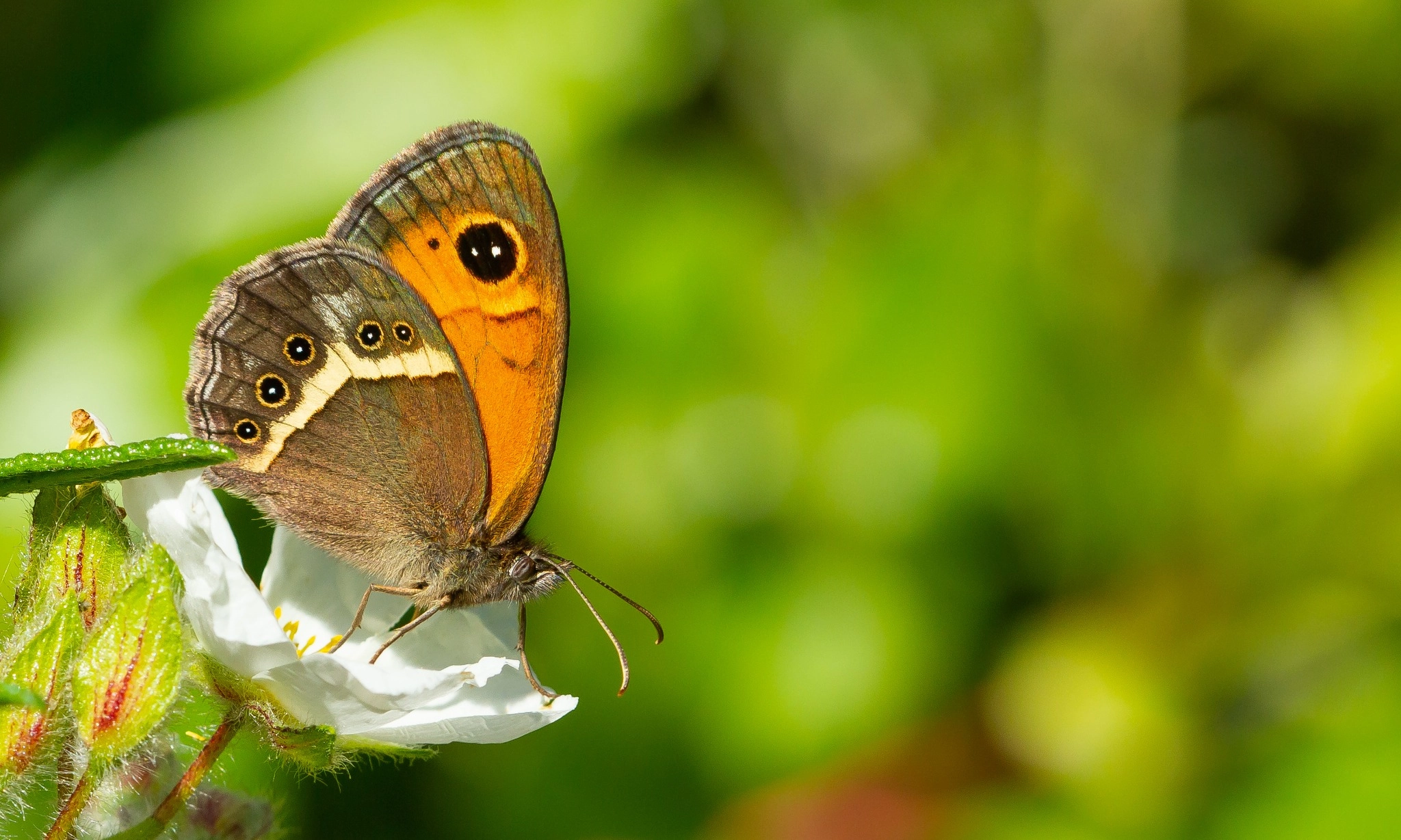 <p>Kupu-kupu Bioindikator Lingkungan</p>
