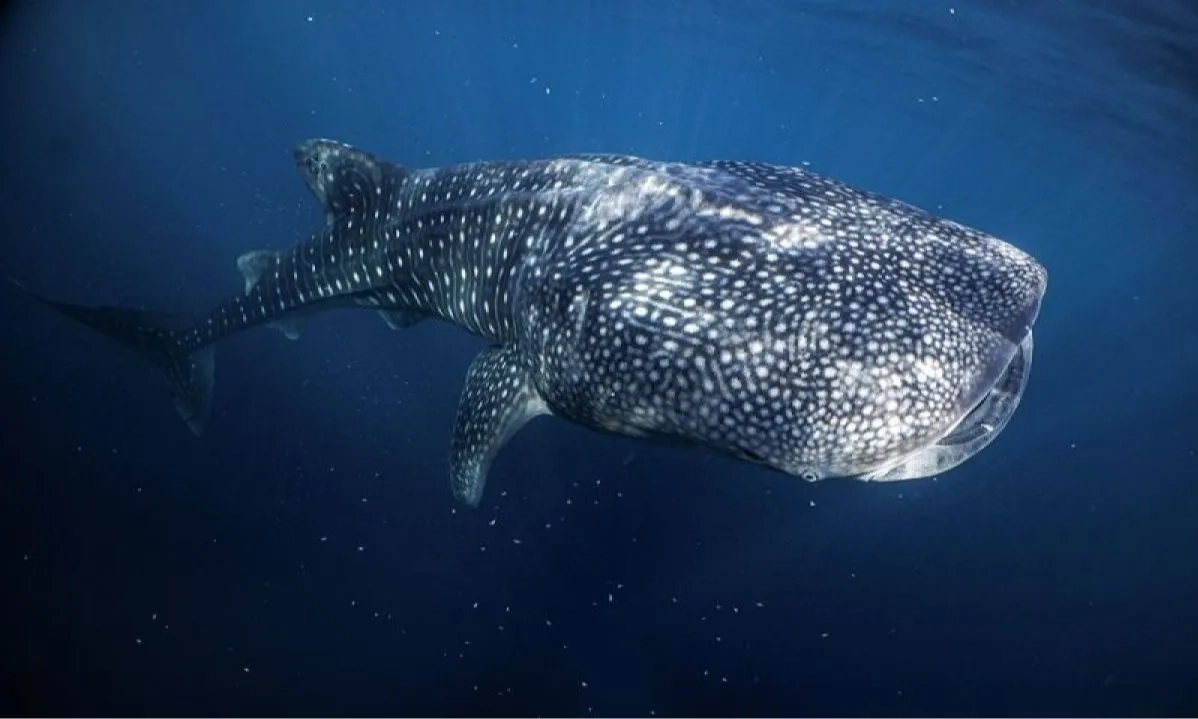 <p>Kasus Hius Paus Terdampak Meningkat, Sebagian Besar Berusia Muda</p>