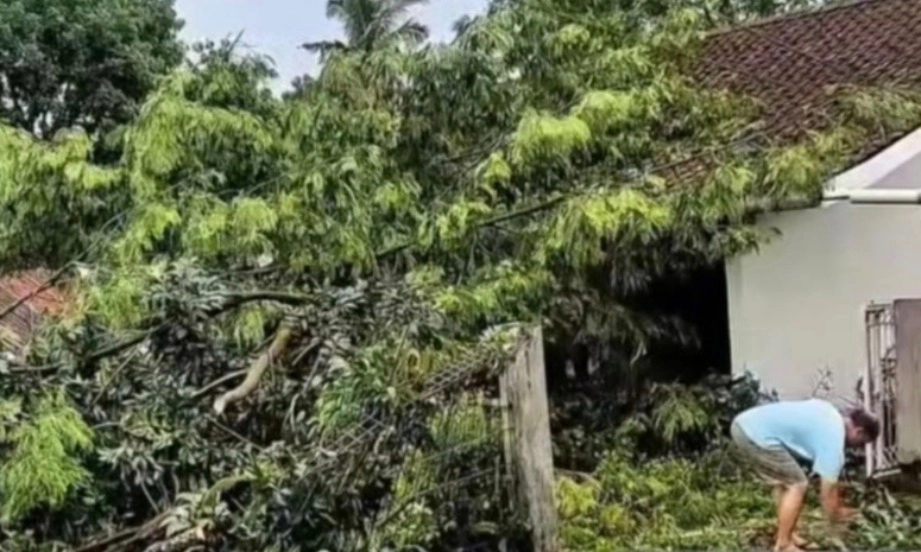 <p>Antisipasi Cuaca Ekstrem, BNPB Ingatkan Penataan Pohon Kota</p>