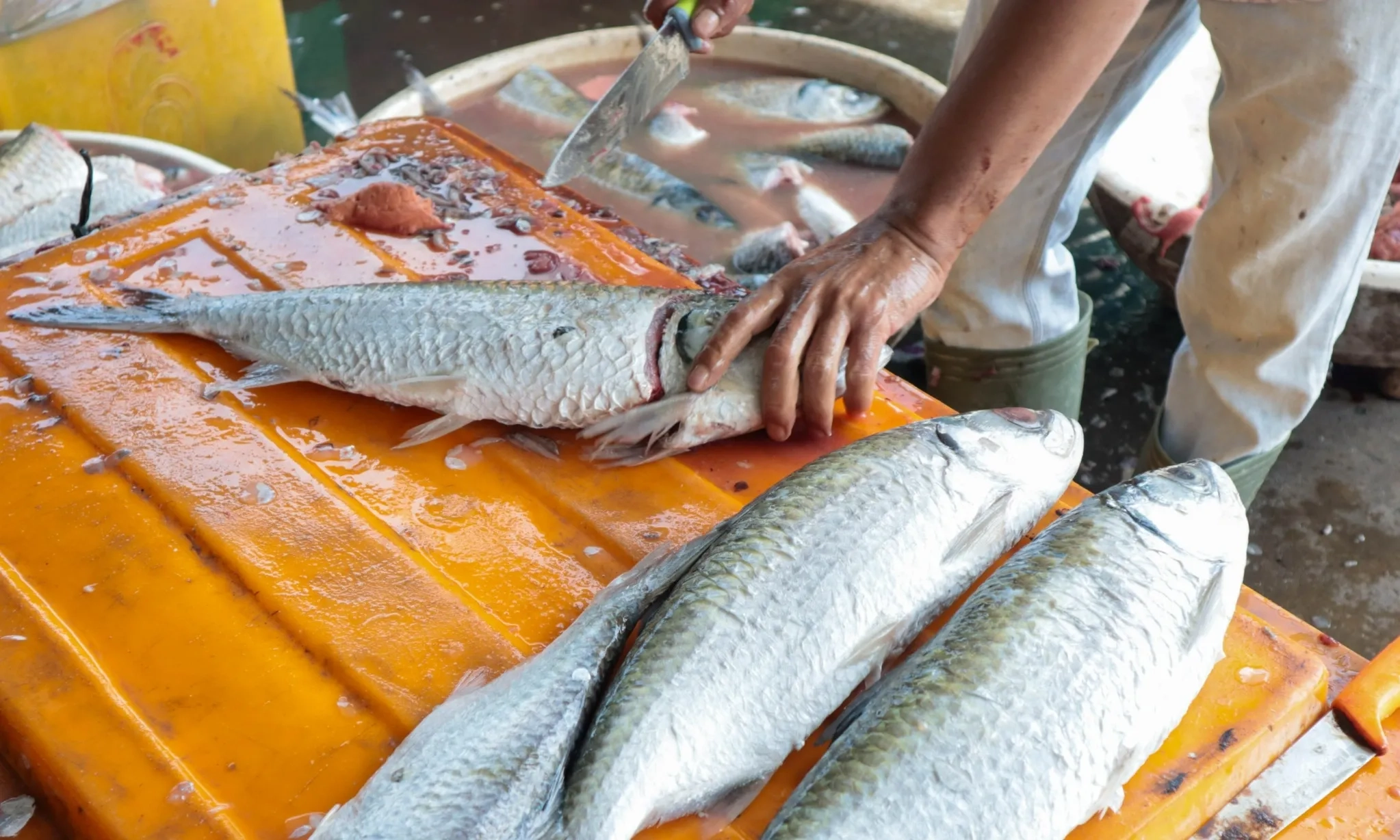 <p>Ironi Konsumsi Ikan Di Negara Maritim</p>