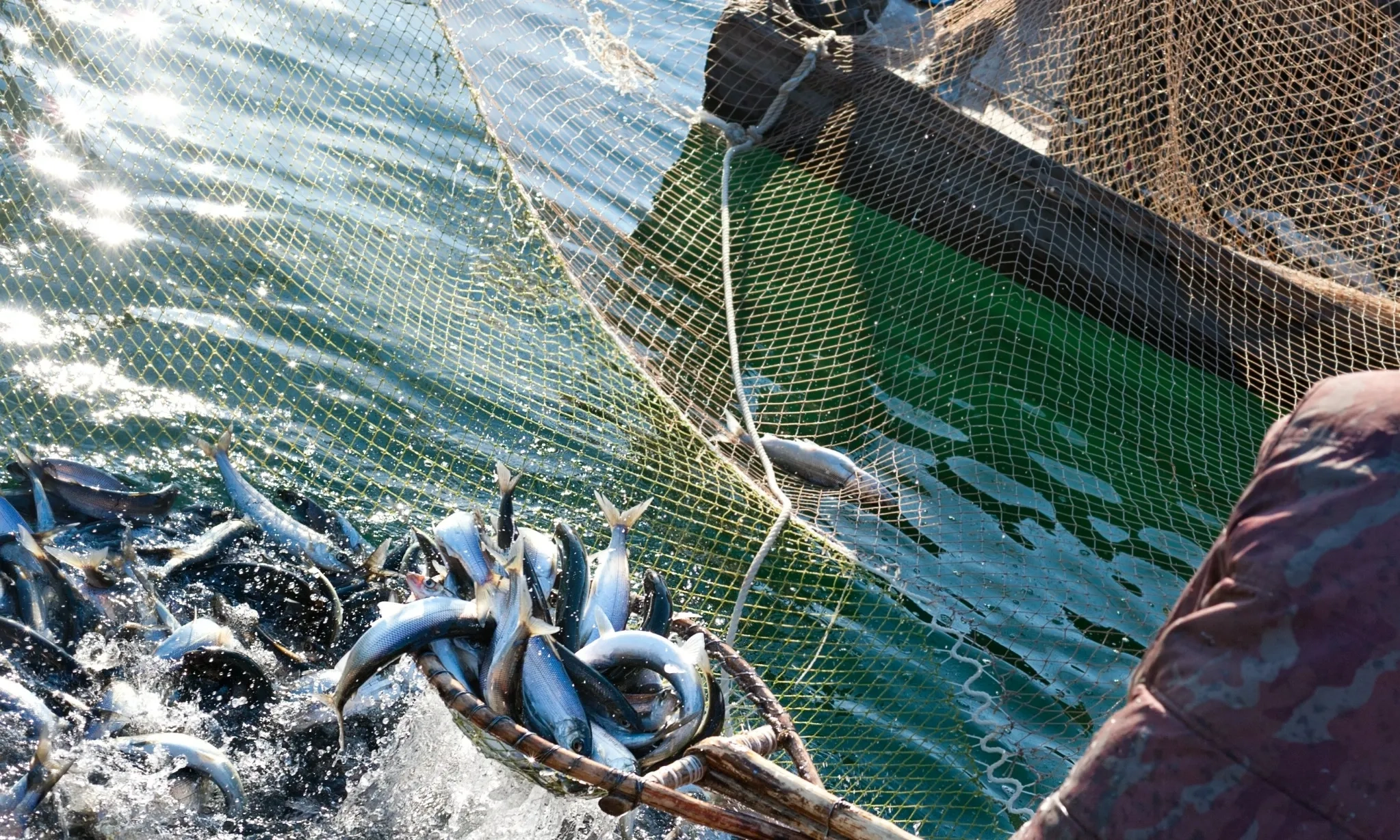 <p id="isPasted">Ikan Salmon Dan Perjalanan Migrasi Yang Menakjubkan</p>